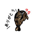 サビ猫のミーコ（個別スタンプ：1）