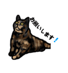 サビ猫のミーコ（個別スタンプ：2）