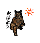 サビ猫のミーコ（個別スタンプ：3）