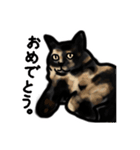サビ猫のミーコ（個別スタンプ：5）