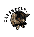 サビ猫のミーコ（個別スタンプ：6）