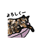 サビ猫のミーコ（個別スタンプ：8）