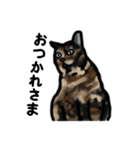 サビ猫のミーコ（個別スタンプ：9）