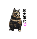 サビ猫のミーコ（個別スタンプ：10）