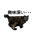 サビ猫のミーコ（個別スタンプ：13）