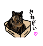 サビ猫のミーコ（個別スタンプ：14）