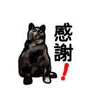 サビ猫のミーコ（個別スタンプ：15）