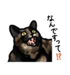 サビ猫のミーコ（個別スタンプ：16）