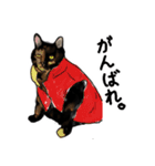 サビ猫のミーコ（個別スタンプ：17）