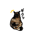 サビ猫のミーコ（個別スタンプ：18）