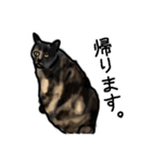 サビ猫のミーコ（個別スタンプ：19）