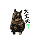 サビ猫のミーコ（個別スタンプ：20）