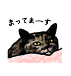 サビ猫のミーコ（個別スタンプ：24）