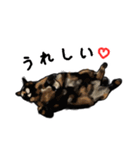 サビ猫のミーコ（個別スタンプ：29）