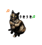 サビ猫のミーコ（個別スタンプ：30）