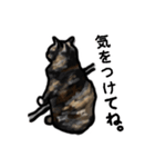 サビ猫のミーコ（個別スタンプ：31）