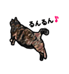 サビ猫のミーコ（個別スタンプ：33）