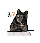 サビ猫のミーコ（個別スタンプ：37）