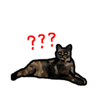 サビ猫のミーコ（個別スタンプ：40）