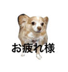 くぅぅちゃん（個別スタンプ：1）
