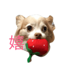 くぅぅちゃん（個別スタンプ：2）