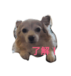 くぅぅちゃん（個別スタンプ：3）