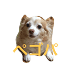 くぅぅちゃん（個別スタンプ：6）