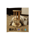 まめの生活 2（個別スタンプ：21）