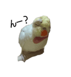 インコ's 大（個別スタンプ：1）