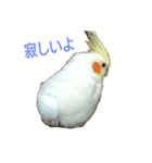 インコ's 大（個別スタンプ：2）