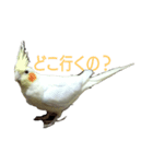 インコ's 大（個別スタンプ：3）