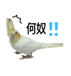 インコ's 大（個別スタンプ：4）