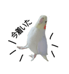 インコ's 大（個別スタンプ：5）
