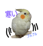 インコ's 大（個別スタンプ：6）