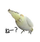 インコ's 大（個別スタンプ：7）