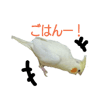 インコ's 大（個別スタンプ：8）