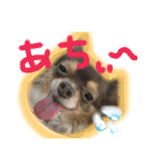 犬  ＆  フェレット ！（個別スタンプ：14）