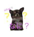 犬  ＆  フェレット ！（個別スタンプ：15）