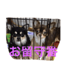 犬  ＆  フェレット ！（個別スタンプ：24）