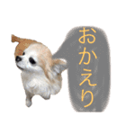 犬  ＆  フェレット ！（個別スタンプ：31）