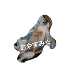 ojaru and kiske（個別スタンプ：1）