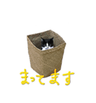 使えるカワイイ三匹のネコ♪（個別スタンプ：3）
