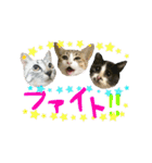 使えるカワイイ三匹のネコ♪（個別スタンプ：17）