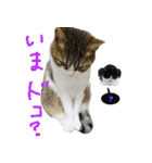 使えるカワイイ三匹のネコ♪（個別スタンプ：26）