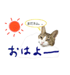 使えるカワイイ三匹のネコ♪（個別スタンプ：29）