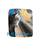 クロさんの日常（個別スタンプ：1）