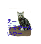クロさんの日常（個別スタンプ：2）