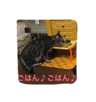 クロさんの日常（個別スタンプ：6）