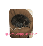 クロさんの日常（個別スタンプ：7）