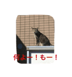クロさんの日常（個別スタンプ：8）